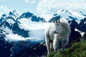 Olympic National Park seeks sharpshooters for goat culling