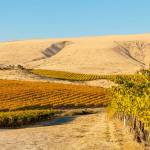 Syrah grown at Elephant Mountain Vineyard in the Rattlesnake Hills above the Yakima Valley routinely helps winemakers earn top scores from critics. (Richard Duval Images)