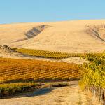 Tasting of 169 Northwest syrahs showcases delicious styles