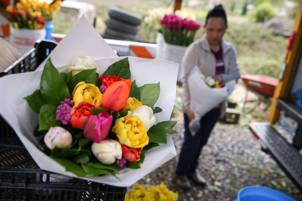 Pa Lee arranges flower bouquets Friday at her farm in the Machias area near Snohomish. Harvesting the flowers she planted months ago, the farmstand allowed her to sell them instead of her usual business at farmers markets. (Kevin Clark / The Herald)