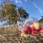 In this Oct. 23, 2019 photo, apples collected by amateur botanists David Benscoter and EJ Brandt of the Lost Apple Project rest on the ground in an orchard at an abandoned homestead near Genesee, Idaho. (AP Photo/Gillian Flaccus)
