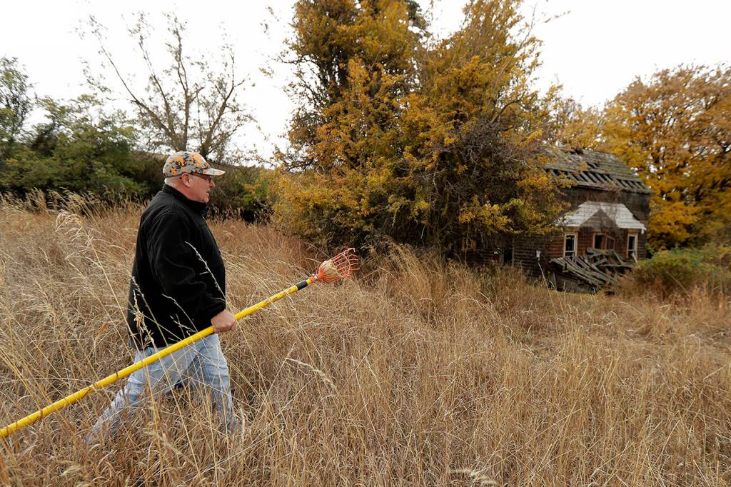 In this Oct. 28, 2019 photo, amateur botanist David Benscoter, of the Lost Apple Project, carries his apple picking pole as he walks while collecting apples in an orchard at a remote homestead near Pullman. (AP Photo/Ted S. Warren)