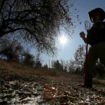 In this Oct. 29, 2019 photo, amateur botanist EJ Brandt of the Lost Apple Project examines apples he picked from a tree in an orchard near Troy, Idaho. (AP Photo/Ted S. Warren)