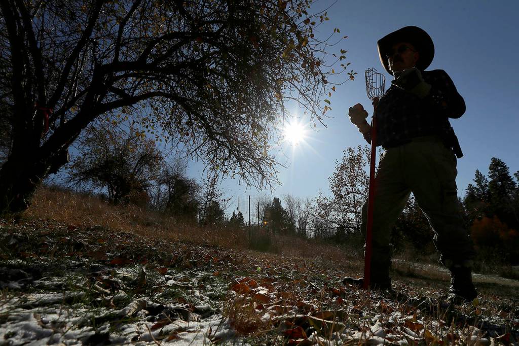 In this Oct. 29, 2019 photo, amateur botanist EJ Brandt of the Lost Apple Project examines apples he picked from a tree in an orchard near Troy, Idaho. (AP Photo/Ted S. Warren)