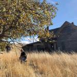 In this Oct. 23, 2019 photo, amateur botanist David Benscoter, of the Lost Apple Project, works in an orchard at an abandoned homestead near Genesee, Idaho. Benscoter and fellow amateur botanist EJ Brandt recently learned that their work in the fall of 2019 has led to the rediscovery of 10 apple varieties in the Pacific Northwest that were planted by long-ago pioneers and had been thought extinct. (AP Photo/Gillian Flaccus)