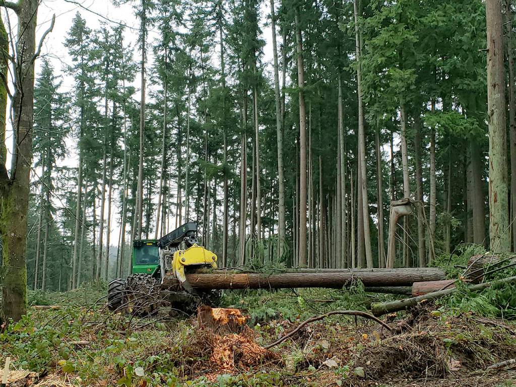 The site of the Frognal Estates subdivision while it was being logged in December 2018. (Noah Haglund / Herald file)