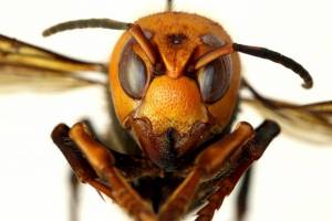 Whatcom beekeepers set traps for giant killer of honeybees