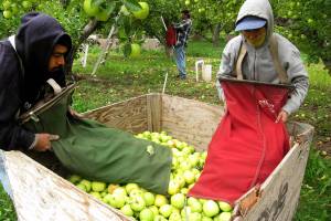 Lawsuit seeks greater protections for Washington farmworkers