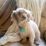 With a stay-at-home order impacting local dog groomers, its up to mom to give the family poodle a haircut. (Jennifer Bardsley)