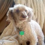 Stay-at-home order means dogs are victims of bad haircuts, too