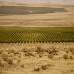 Cold Creek Vineyard, a historic planting that overlooks the Columbia River and the Wahluke Slope, is one of Washingtons best sources for cabernet sauvignon, chardonnay and riesling. The late Walter Clore recommended the site to Ste. Michelle in 1973. (Ste. Michelle Wine Estates)