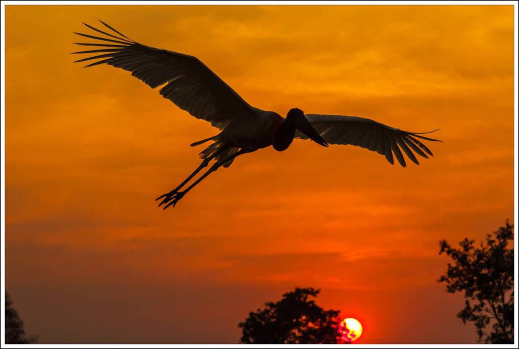 From Art and Wendy Boris last trip to The Pantanal, in Brazil. (Art Bori)
