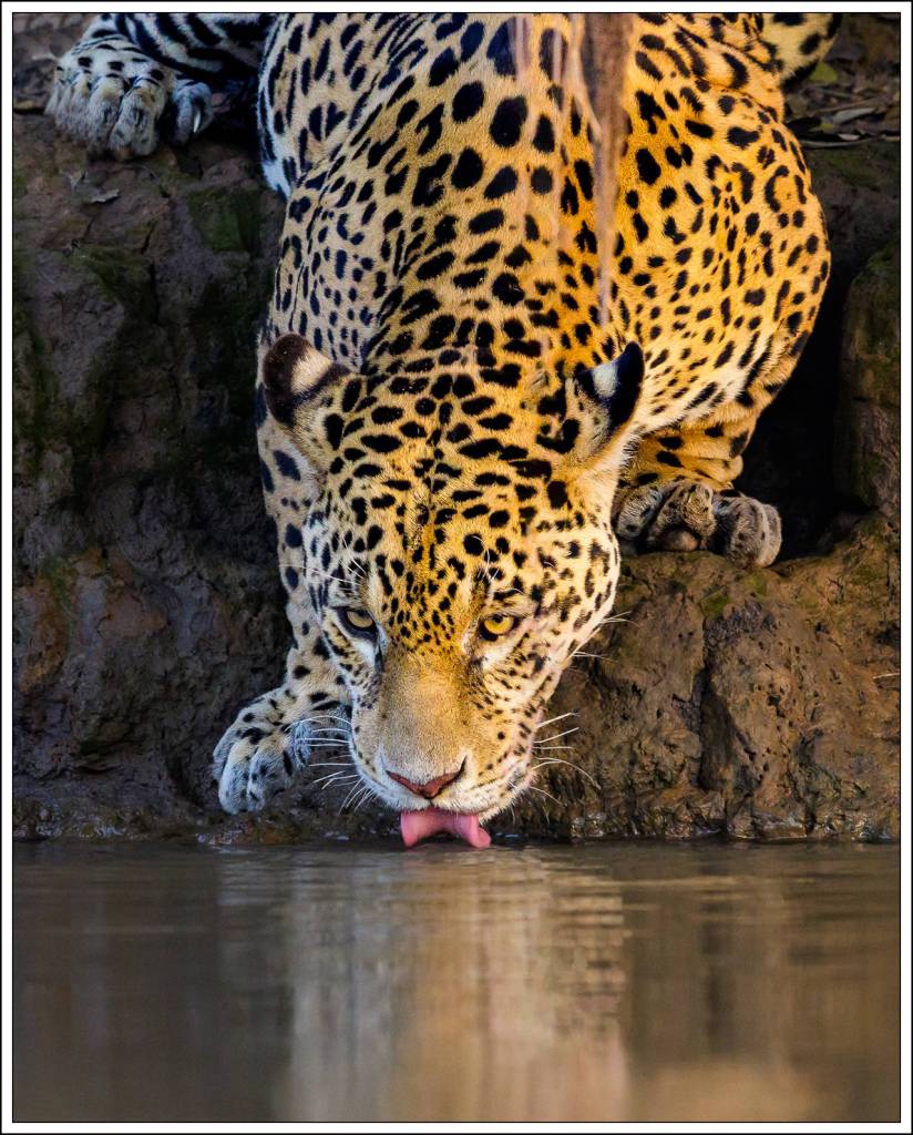 From Art and Wendy Boris last trip to The Pantanal, in Brazil. (Art Bori)