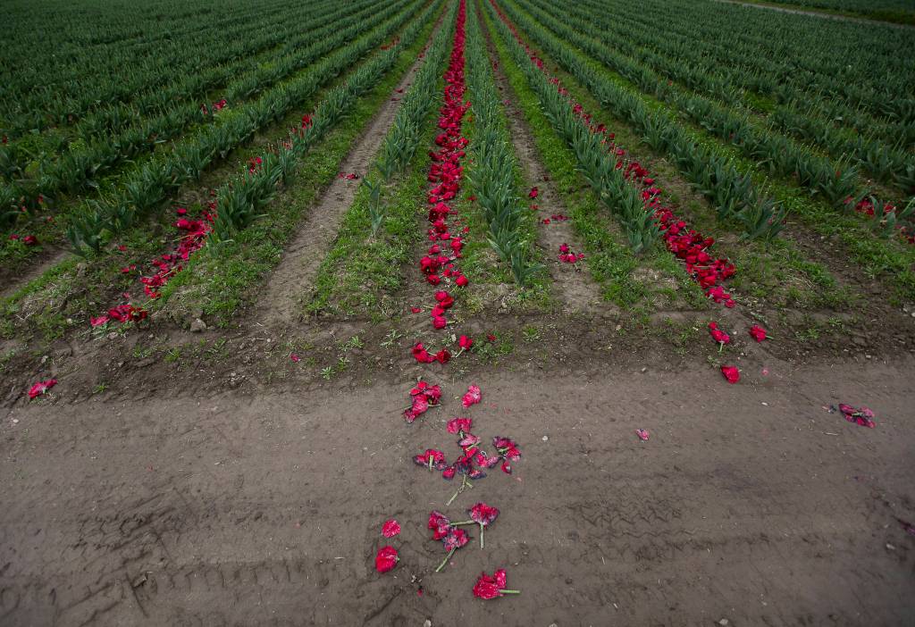 Recently topped tulips lay scattered along the ground at one of RoozenGaardes tulip fields on April 28 in Mount Vernon. (Olivia Vanni / The Herald)