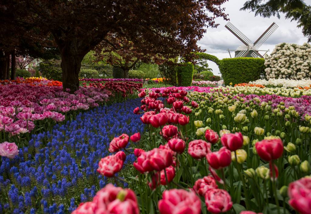 An array of tulips bloom in an empty RoozenGaarde Display Garden on April 28 in Mount Vernon. (Olivia Vanni / The Herald)