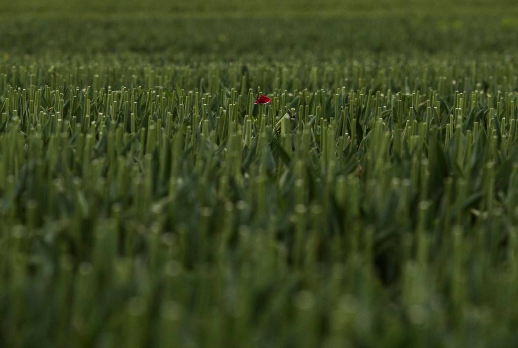 An array of tulips bloom in an empty RoozenGaarde Display Garden on April 28 in Mount Vernon. (Olivia Vanni / The Herald)