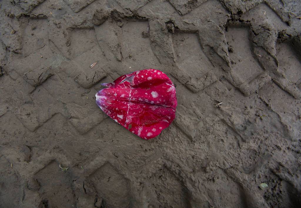 A crushed tulip petal lays in a tire impression of a recently topped field on April 28 in Mount Vernon. (Olivia Vanni / The Herald)
