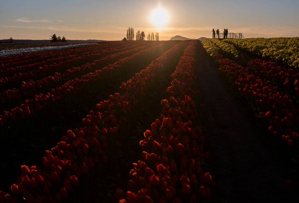 Tulip Town owners and family enjoy a sunset from the viewing platform on April 11 in Mount Vernon. (Olivia Vanni / The Herald)