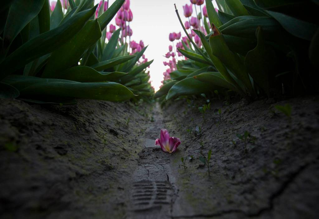 The top of a tulip lies on the ground next to boot prints between rows of tulips at Tulip Town on April 11 in Mount Vernon. (Olivia Vanni / The Herald)