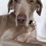The pet ambulance was used to make a housecall for in-home euthanasia for longtime patient Leyla, a 13-year-old Weimaraner with soulful eyes. (Submitted photo)