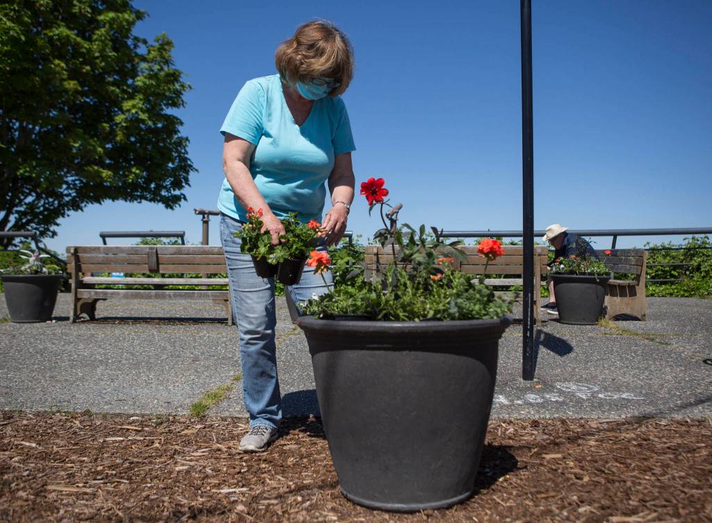 Cathy Rooks preps planters Friday along First Street for the Langley Main Street Project in Langley. (Olivia Vanni / The Herald)