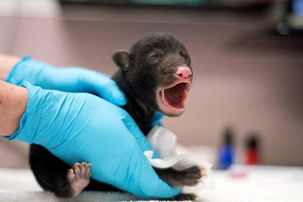 A tiny American black bear appears to be yawning or crying out after being brought to the PAWS Wildlife Center in Lynnwood in February. Its den was accidentally disturbed and its mother scared off before two cubs were rescued. (PAWS photo)