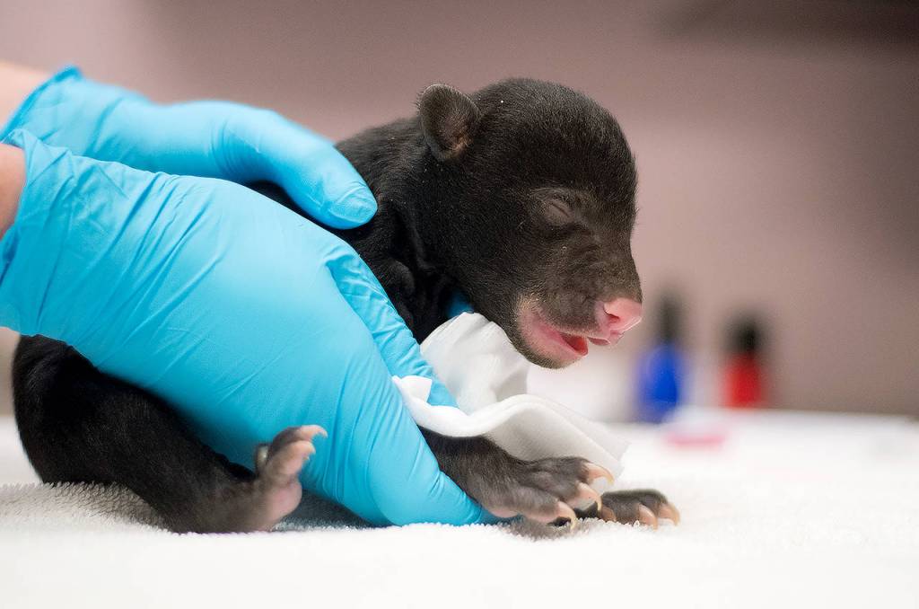 A staff member at PAWS holds a tiny American black bear that was brought to the Lynnwood agencys Wildlife Center in February. Its den was accidentally disturbed and its mother ran off before this cub and another were rescued. (PAWS photo)