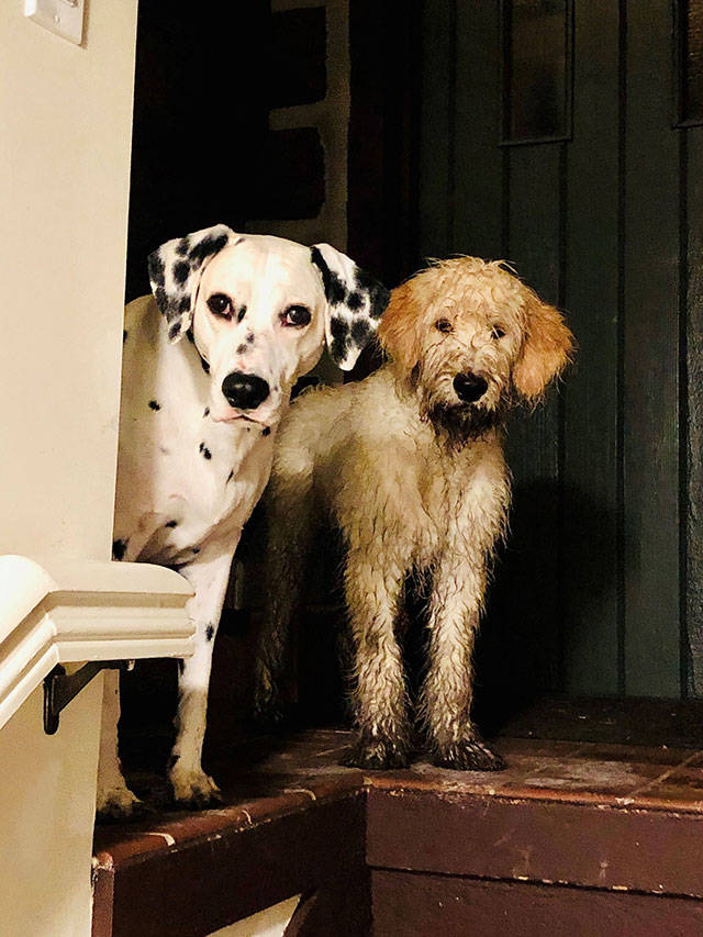 COVID-19 and help for mental health or substance use