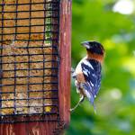 A grosbeak eats from a suet feeder. They also like to feed on sunflower seeds. (Mike Benbow)