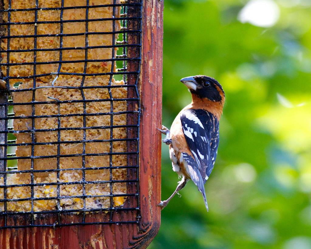 A grosbeak eats from a suet feeder. They also like to feed on sunflower seeds. (Mike Benbow)