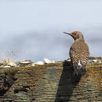 Flickers are a common sight in Washington. Theyre a member of the woodpecker family. (Mike Benbow)