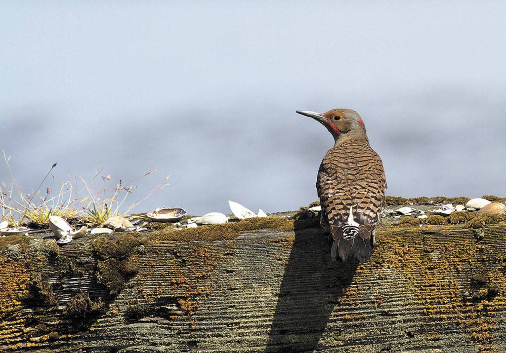 Flickers are a common sight in Washington. Theyre a member of the woodpecker family. (Mike Benbow)