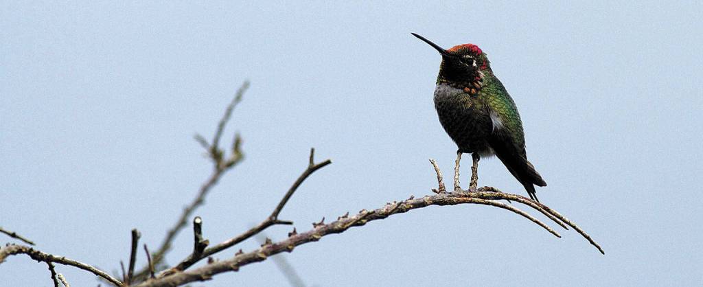 Once found only in Southern California and Mexico, Annas hummingbirds today are a year-round resident of Washington. (Mike Benbow)