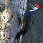 With their red Mohawk, pileated woodpeckers are a dramatic sight. Theyll be easy to spot. (Mike Benbow)