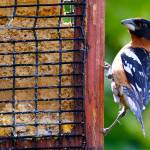 Feeders are important for birds, especially in winter. (Mike Benbow photo)