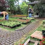 Patrick Hall (left) and Paul Popelka take care of flower plants purchased recently in an online auction. The blooms were to have been planted by the city of Everett, but due to budget cuts were sold to bidders. The Downtown Everett Association, helped by volunteers, will plant the flowers next weekend in the planters along Hewitt, Colby and Wetmore avenues. (Craig Skotdal photo)