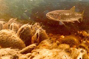 When the quarantine is eased, a watershed wonderland awaits