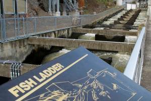 EPA says federal dams raise water temperature in Snake River