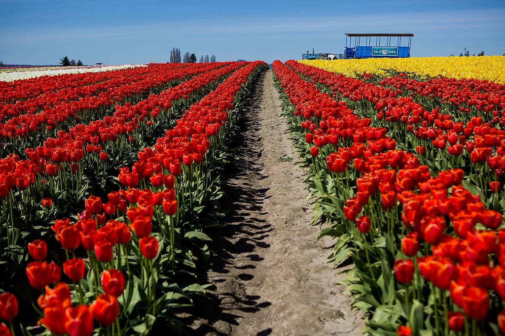 There are no tourists in a field at Tulip Town in Mount Vernon. (Olivia Vanni / The Herald)