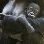 This May 4 photo shows a 2½-month-old male gorilla, Kitoko, with its mom, Uzumma. Kitoko was injured during a skirmish among his six-member family group at Woodland Park Zoo in Seattle. (Jeremy Dwyer-Lindgren/Woodland Park Zoo via AP)