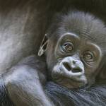 Baby gorilla badly injured in family skirmish at Seattle zoo