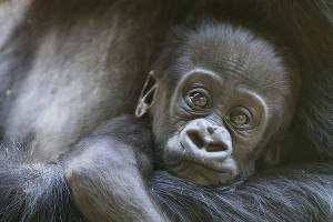 Baby gorilla badly injured in family skirmish at Seattle zoo