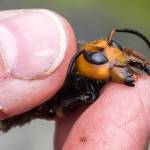 In this April 23 photo, a researcher holds a dead Asian giant hornet in Blaine. (Karla Salp/Washington State Department of Agriculture via AP)