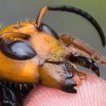 4th Asian giant hornet found in Washington