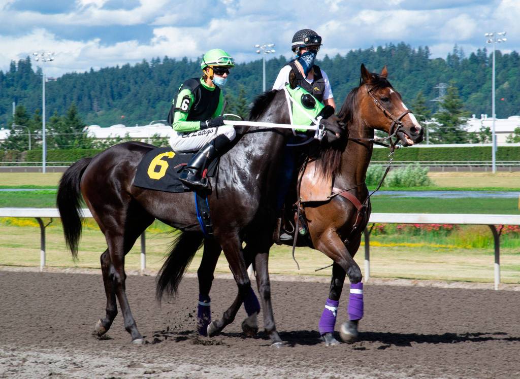 Sassy Edie, with jockey Alex Cruz aboard, walks in the post parade before the sixth race at Emerald Downs in Auburn on June 24, 2020. Most jockeys and outriders were equipped with facemasks. (Doug Parry photo)