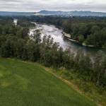 Cornfields border the 3.26 miles of river shoreline that the Tulalip Tribes are set to purchase from the PCC Farmland Trust. (Olivia Vanni / The Herald)