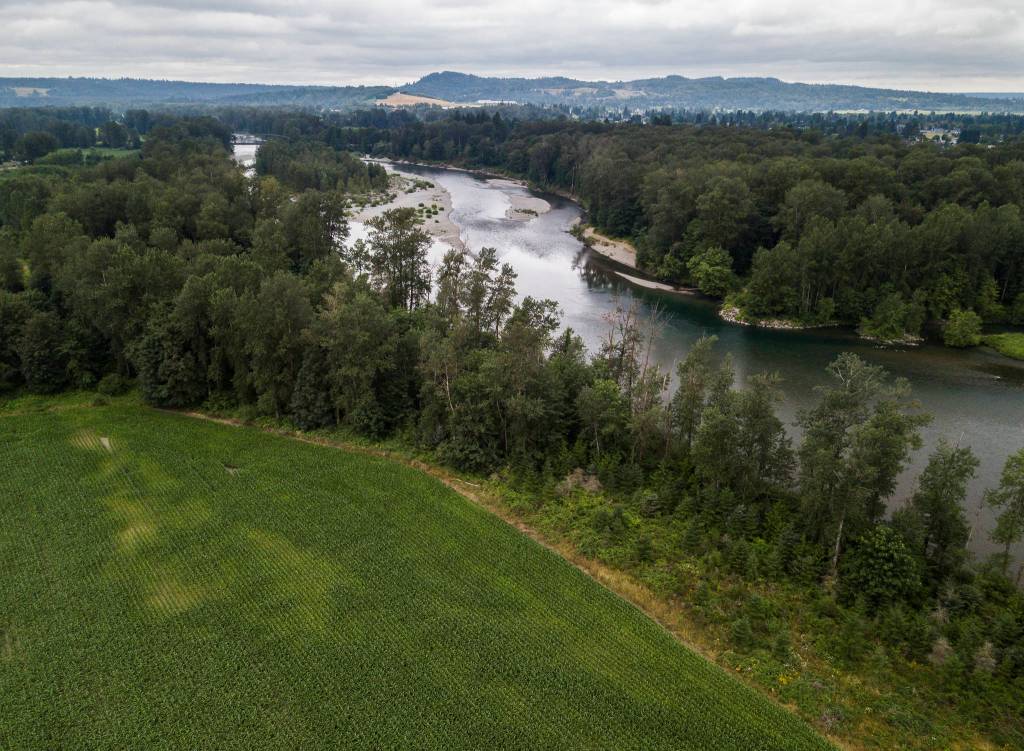 Cornfields border the 3.26 miles of river shoreline that the Tulalip Tribes are set to purchase from the PCC Farmland Trust. (Olivia Vanni / The Herald)