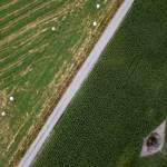 Cornfields on the PCC Farmland Trust property. (Olivia Vanni / The Herald)