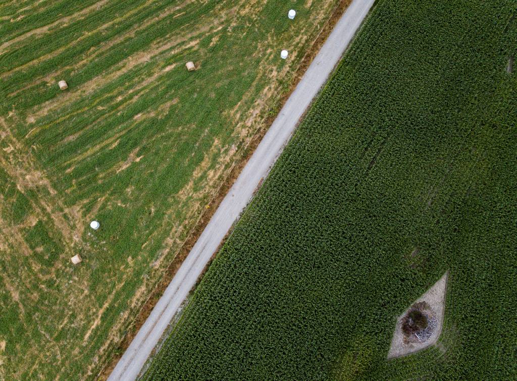 Cornfields on the PCC Farmland Trust property. (Olivia Vanni / The Herald)