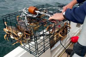 Check the tides and watch your pots as crabbing season opens